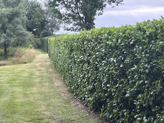 Gartenpflege